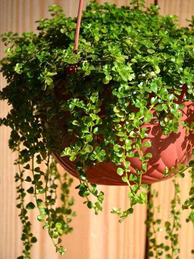 Солейролия солейрольская (Soleirolia soleirolii) Солейролия солейрольская (Soleirolia soleirolii)