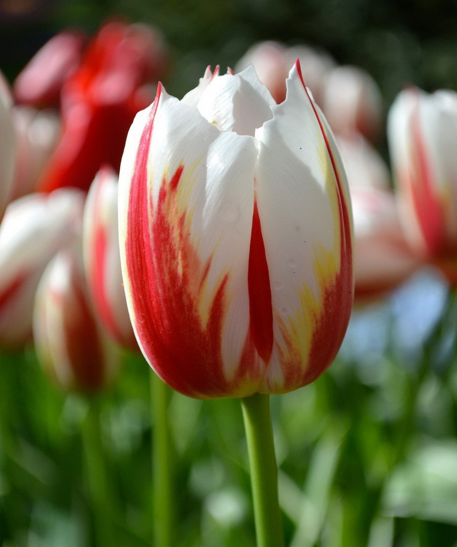 Tulip-Happy-Generation-1