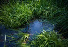 Участок с высокими грунтовыми водами