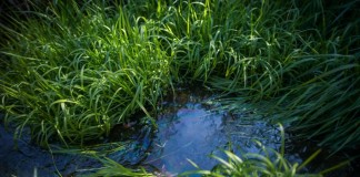 Участок с высокими грунтовыми водами