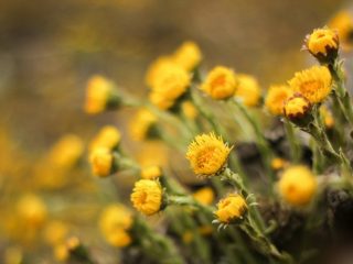 Соцветия мать-и-мачехи Соцветия мать-и-мачехи