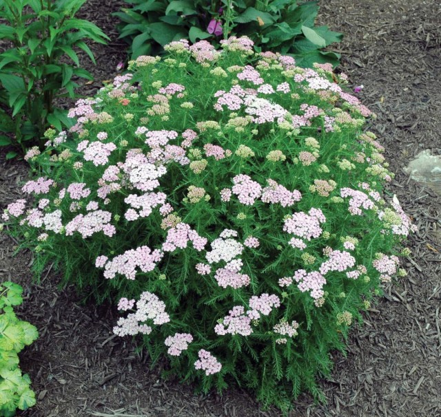 Тысячелистник (Achillea) Тысячелистник (Achillea)