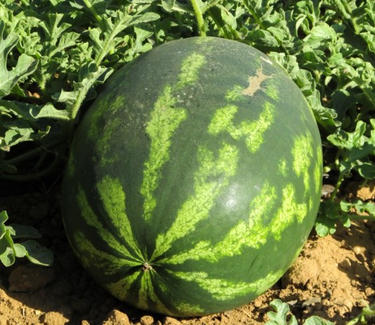15 лучших новых сортов и гибридов арбузов - Бахчевые культуры Арбуз