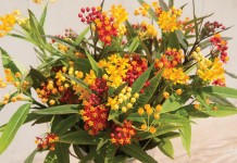 Ваточник кюрасавский, или асклепиас кюрасавский (Asclepias curassavica)