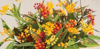 Ваточник кюрасавский, или асклепиас кюрасавский (Asclepias curassavica)