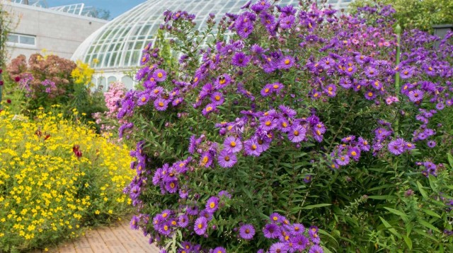 Астра новоанглийская (Symphyotrichum novae-angliae) Астра новоанглийская (Symphyotrichum novae-angliae)