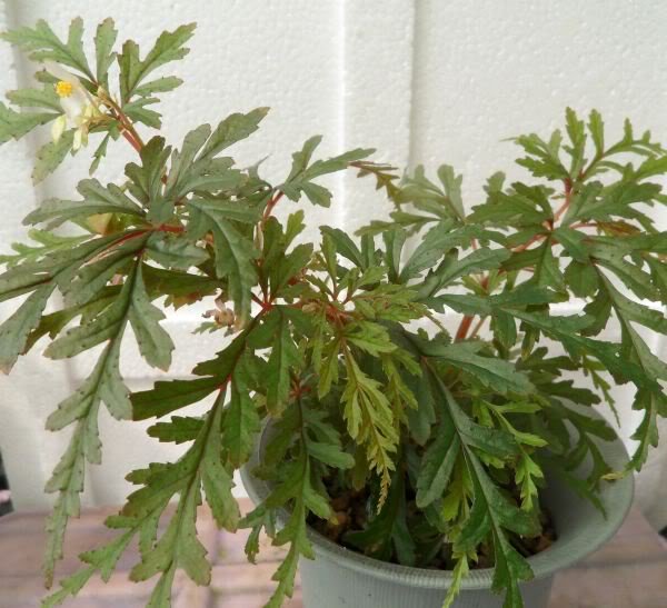 Begonia-polilloensis-1