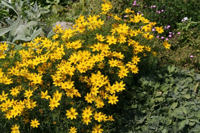 Кореопсис мутовчатый (Coreopsis verticillata) Кореопсис мутовчатый (Coreopsis verticillata)