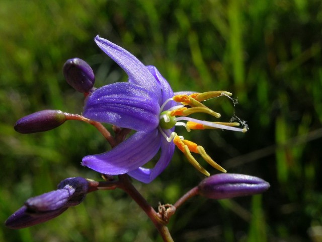 Дианелла голубая (Dianella caerulea) Дианелла голубая (Dianella caerulea)