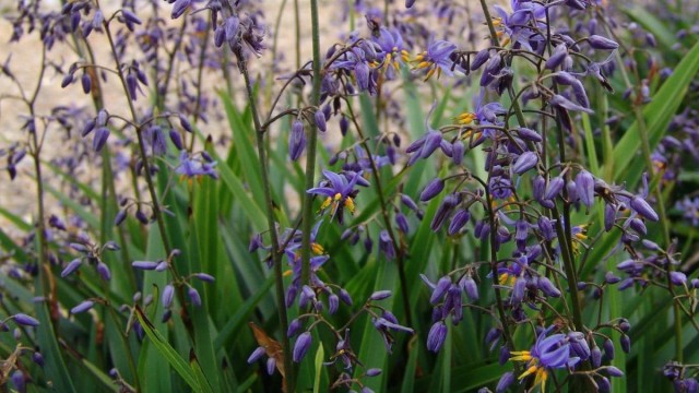 Дианелла голубая (Dianella caerulea) Дианелла голубая (Dianella caerulea)