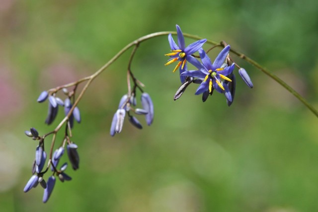 Дианелла голубая (Dianella caerulea) Дианелла голубая (Dianella caerulea)