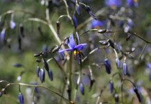 Дианелла голубая (Dianella caerulea)