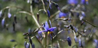Дианелла голубая (Dianella caerulea)