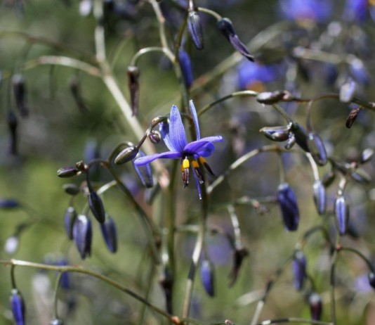 Дианелла голубая (Dianella caerulea)