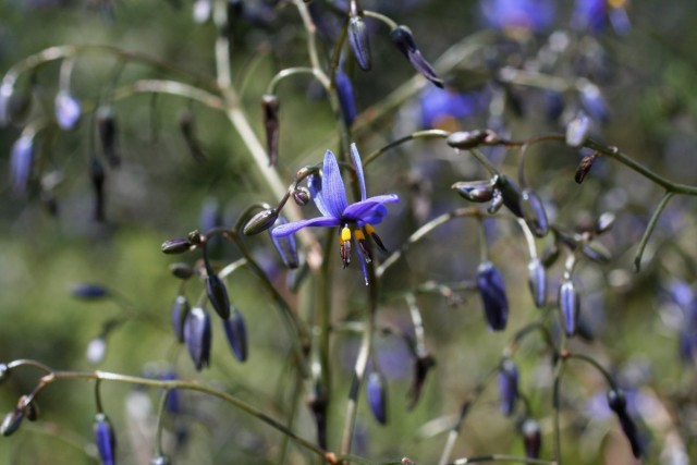 Дианелла голубая (Dianella caerulea) Дианелла голубая (Dianella caerulea)