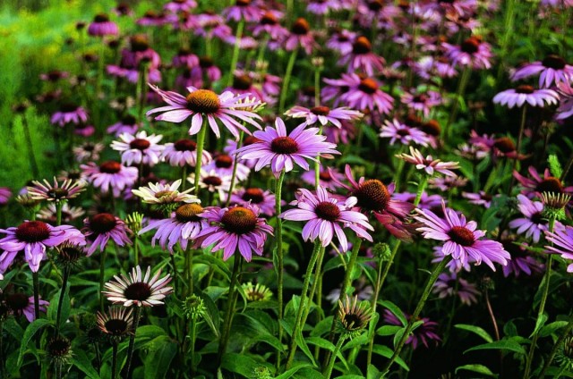 Эхинацея пурпурная (Echinacea purpurea) Эхинацея пурпурная (Echinacea purpurea)