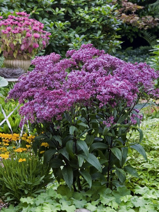 Посконник сомнительный (Eupatorium dubium) Посконник сомнительный (Eupatorium dubium)