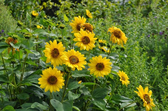 Подсолнечник десятилепестный (Helianthus decapetalus) Подсолнечник десятилепестный (Helianthus decapetalus)