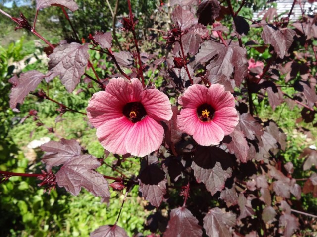 Гибискус кислый (Hibiscus acetosella)