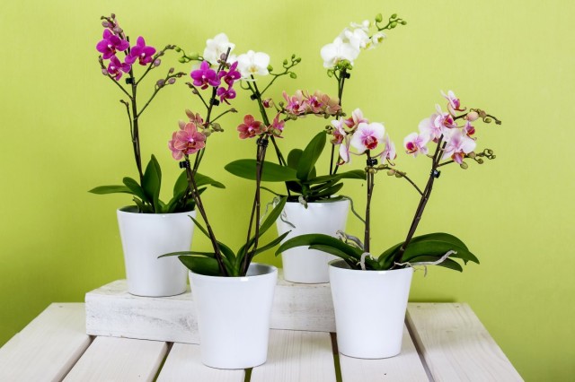 Орхидеи фаленопсис в кашпо