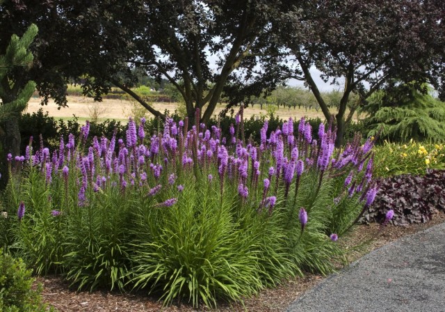 Лиатрис колосистая (Liatris spicata) Лиатрис колосистая (Liatris spicata)