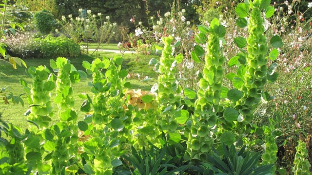 Молюцелла гладкая (Moluccella laevis) Молюцелла гладкая (Moluccella laevis)