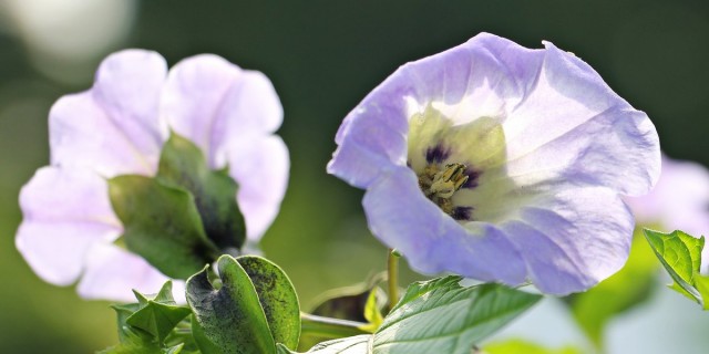 Никандра физалисовидная (Nicandra physalodes) Никандра физалисовидная (Nicandra physalodes)
