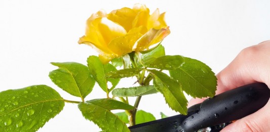 Обрезка комнатной розы