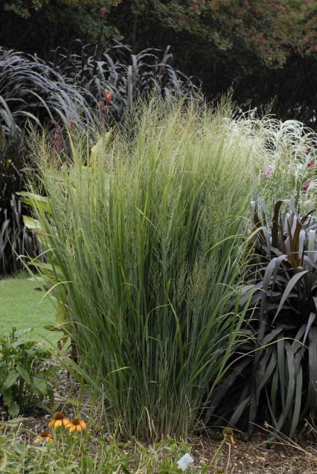Просо прутьевидное (Panicum virgatum) Просо прутьевидное (Panicum virgatum)