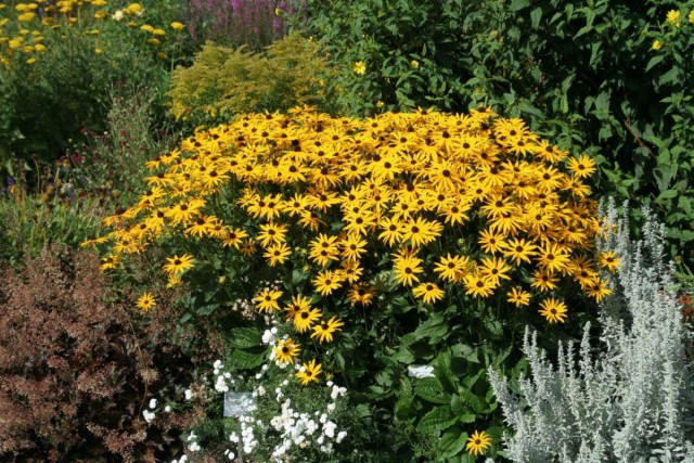 Рудбекия блестящая (Rudbeckia fulgida) Рудбекия блестящая (Rudbeckia fulgida)