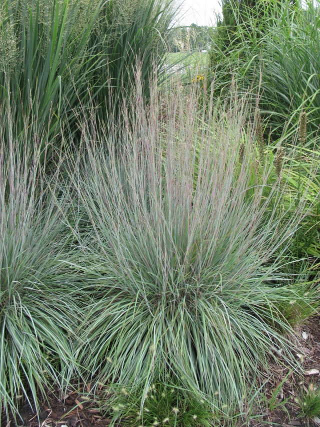 Схизахириум метельчатый (Schizachyrium scoparium) Схизахириум метельчатый (Schizachyrium scoparium)