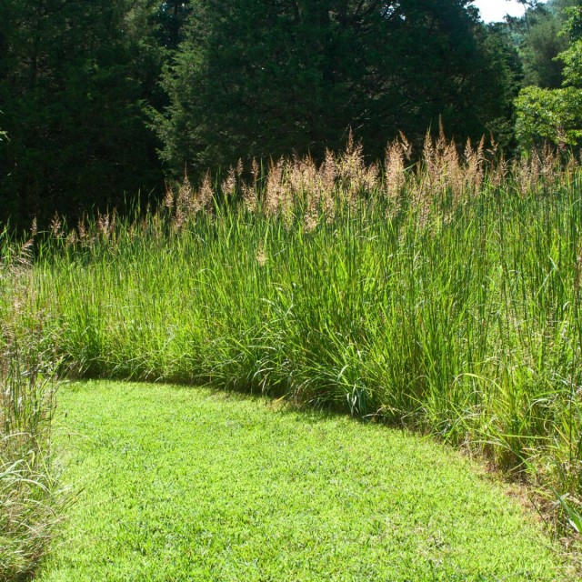 Сорговник поникающий (Sorghastrum nutans) Сорговник поникающий (Sorghastrum nutans)