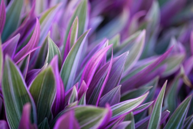 Традесканция разноцветная, или традескaнция покрывaльчатая (Tradescantia spathacea) Традесканция разноцветная, или традескaнция покрывaльчатая (Tradescantia spathacea)