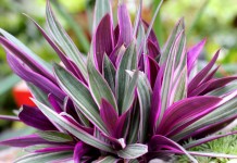 Традесканция разноцветная, или традескaнция покрывaльчатая (Tradescantia spathacea)