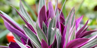 Традесканция разноцветная, или традескaнция покрывaльчатая (Tradescantia spathacea)