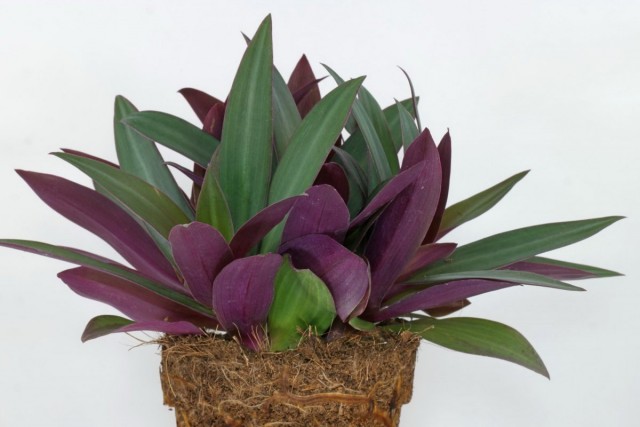 Традесканция разноцветная, или традескaнция покрывaльчатая (Tradescantia spathacea) Традесканция разноцветная, или традескaнция покрывaльчатая (Tradescantia spathacea)