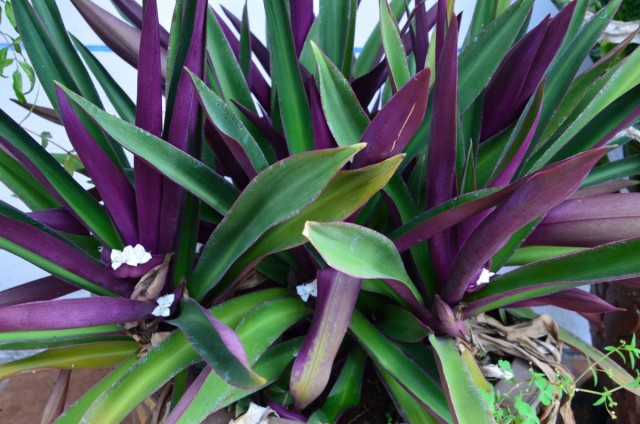 Традесканция разноцветная, или традескaнция покрывaльчатая (Tradescantia spathacea) Традесканция разноцветная, или традескaнция покрывaльчатая (Tradescantia spathacea)