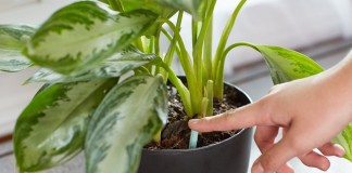 Когда и как подкармливать комнатные растения