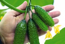 Урожайные пучковые огурцы
