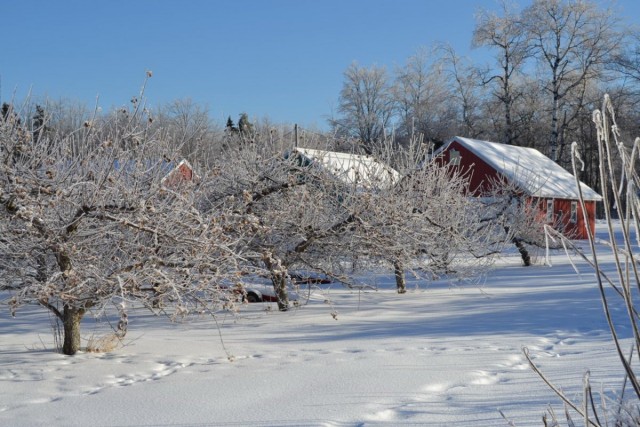 Яблоневый сад зимой
