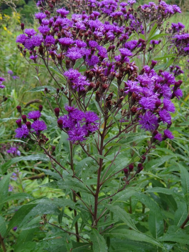 Вернония арканзасская (Vernonia arkansana) Вернония арканзасская (Vernonia arkansana)