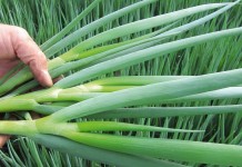Лук-батун, или Татарка, или Дудчатый лук (Allium fistulosum)