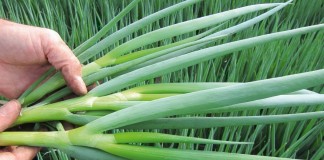 Лук-батун, или Татарка, или Дудчатый лук (Allium fistulosum)