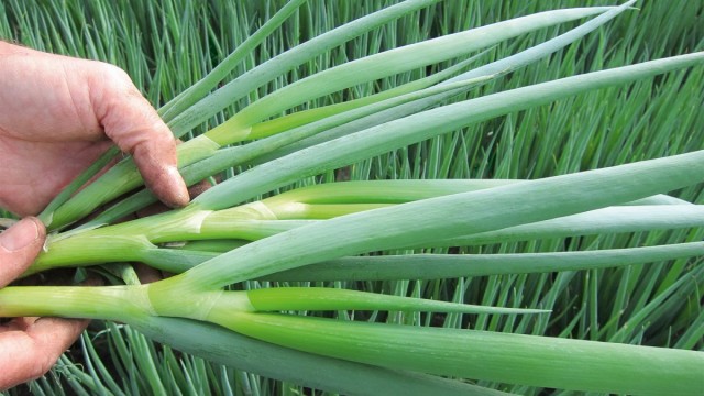 Лук-батун, или Татарка, или Дудчатый лук (Allium fistulosum) Лук-батун, или Татарка, или Дудчатый лук (Allium fistulosum)