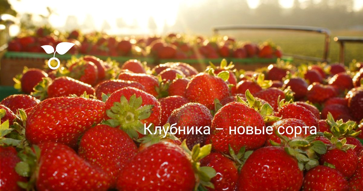 клубника нелли описание сорта фото
