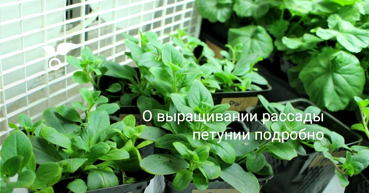 Как ухаживать за петунией после пикировки