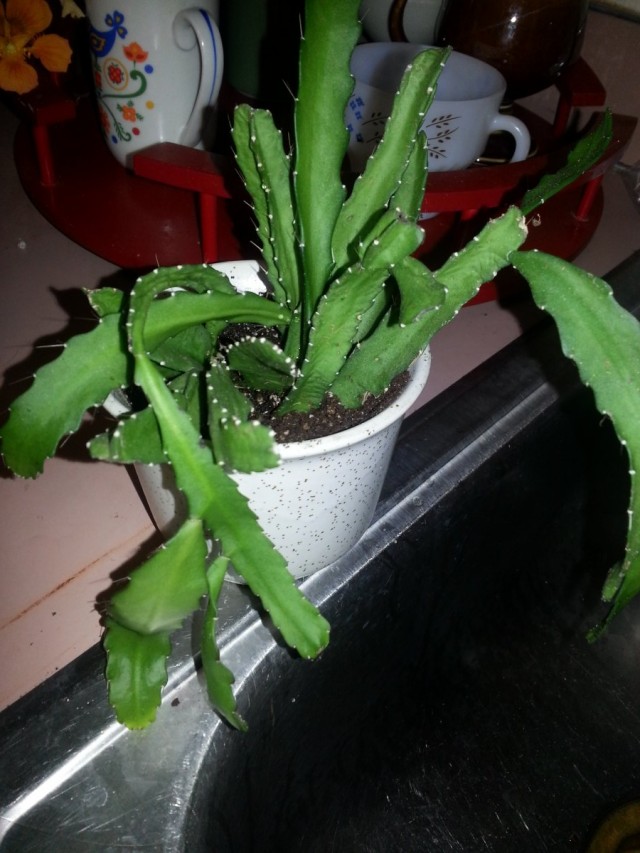 Аканторипсалис одноколючковый (Acanthorhipsalis monacantha) Аканторипсалис одноколючковый (Acanthorhipsalis monacantha)