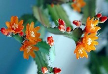 Аканторипсалис одноколючковый (Acanthorhipsalis monacantha)
