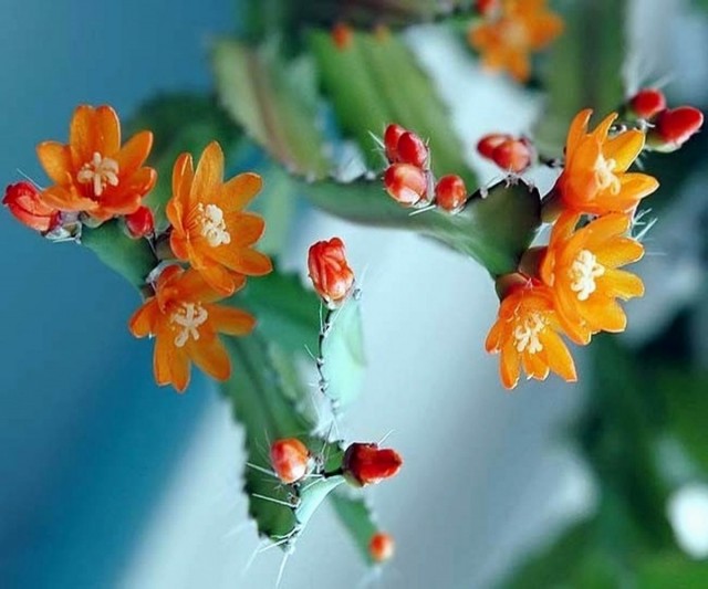 Аканторипсалис одноколючковый (Acanthorhipsalis monacantha) Аканторипсалис одноколючковый (Acanthorhipsalis monacantha)