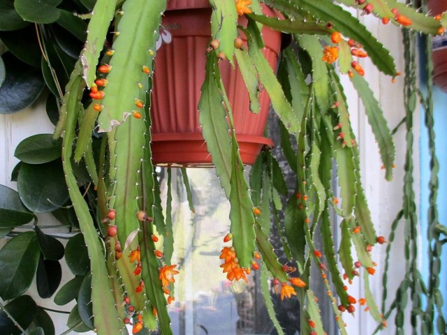Аканторипсалис одноколючковый (Acanthorhipsalis monacantha) Аканторипсалис одноколючковый (Acanthorhipsalis monacantha)